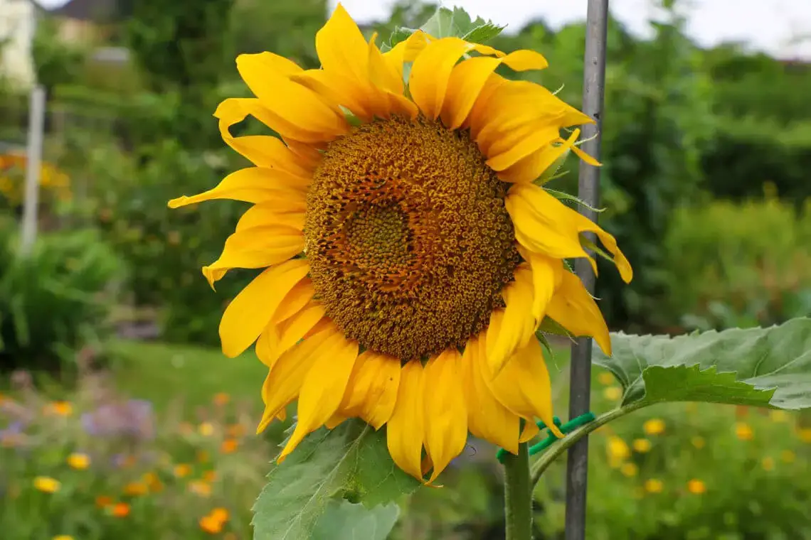 ¿Cortar los girasoles gastados en macetas?