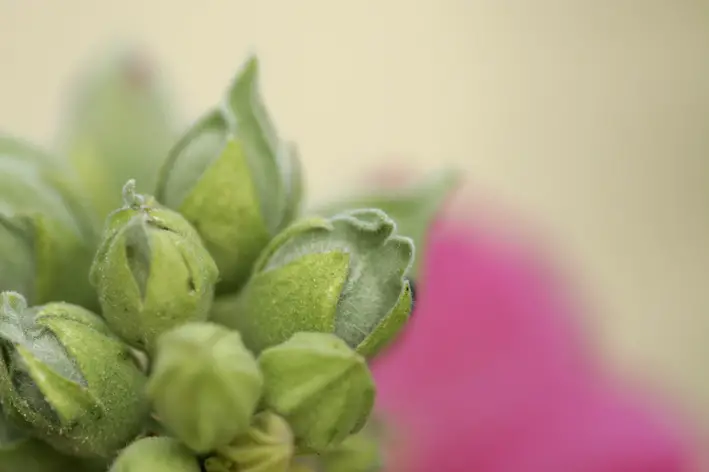 Plantación y cuidado de malvarrosas | jardín de alegría