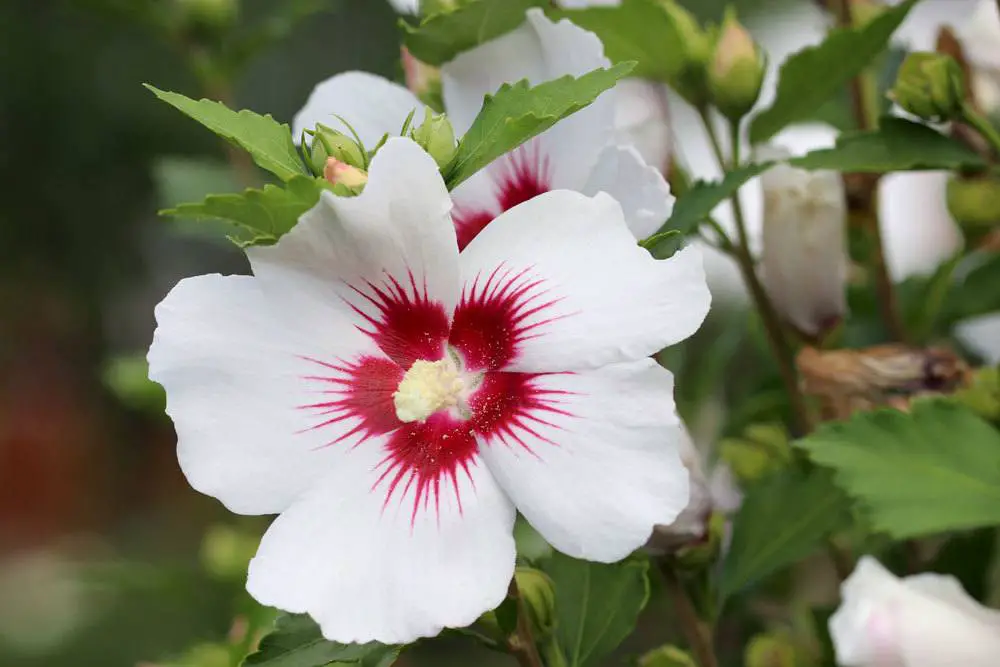 El hibisco pierde hojas/se le caen las hojas: cómo salvarlo El hibisco pierde hojas/se le caen las hojas: cómo salvarlo