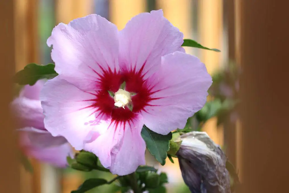 El hibisco pierde hojas/se le caen las hojas: cómo salvarlo El hibisco pierde hojas/se le caen las hojas: cómo salvarlo
