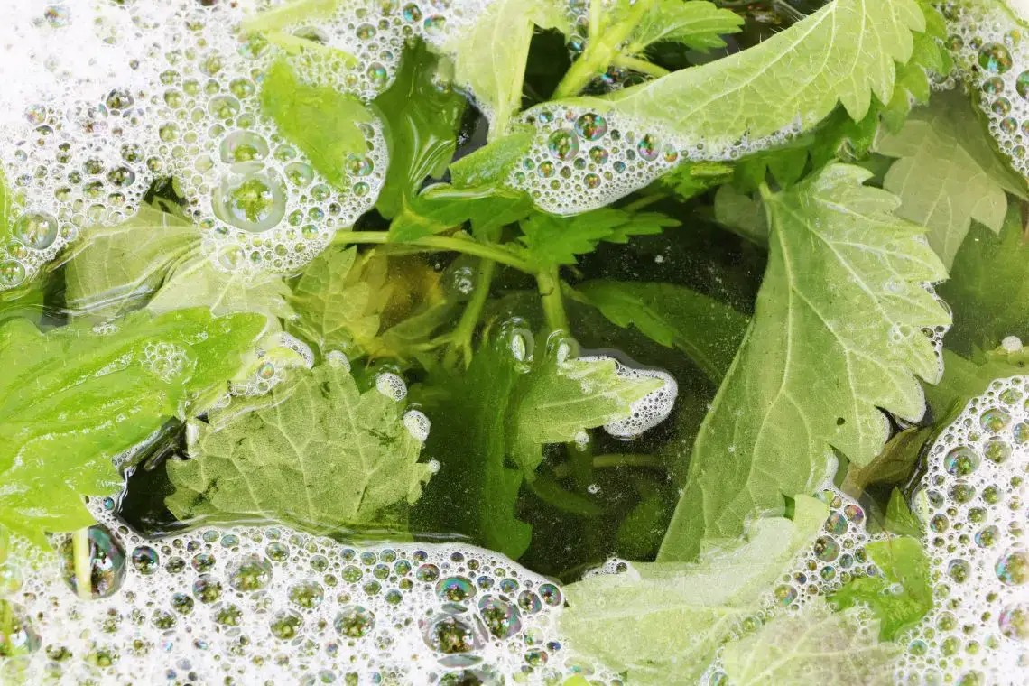 7 fertilizantes naturales para tomates y pepinos