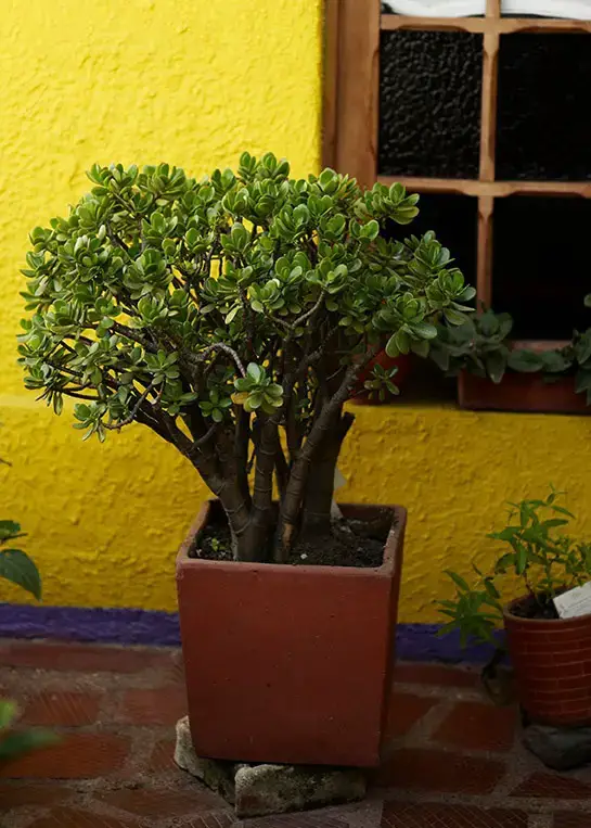 Los 18 árboles de interior más bonitos para tu hogar