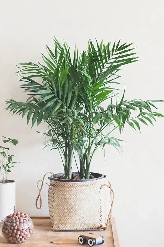 Los 18 árboles de interior más bonitos para tu hogar