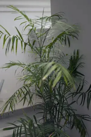 Los 18 árboles de interior más bonitos para tu hogar