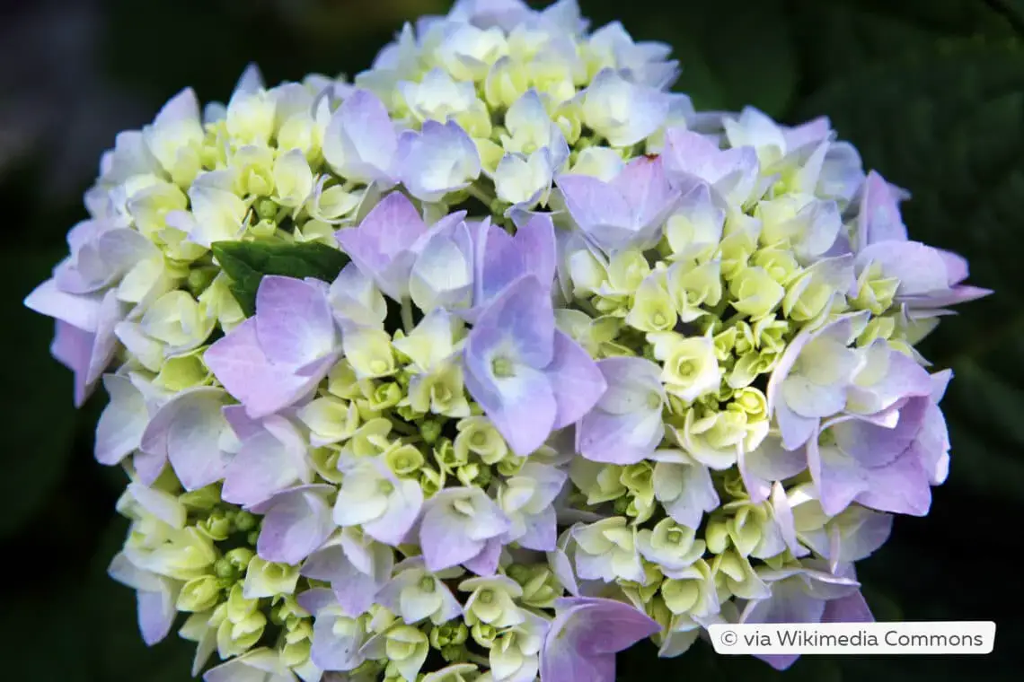 Variedades de hortensias: 28 tipos de hortensias para cada jardín