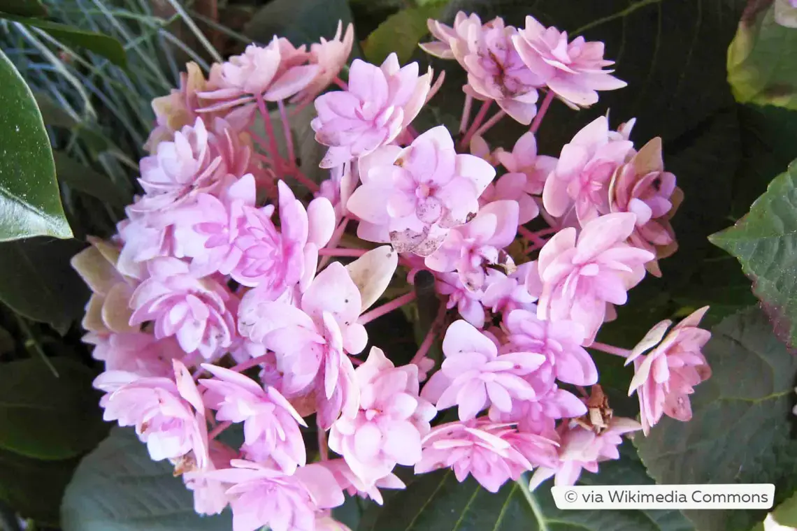 Variedades de hortensias: 28 tipos de hortensias para cada jardín