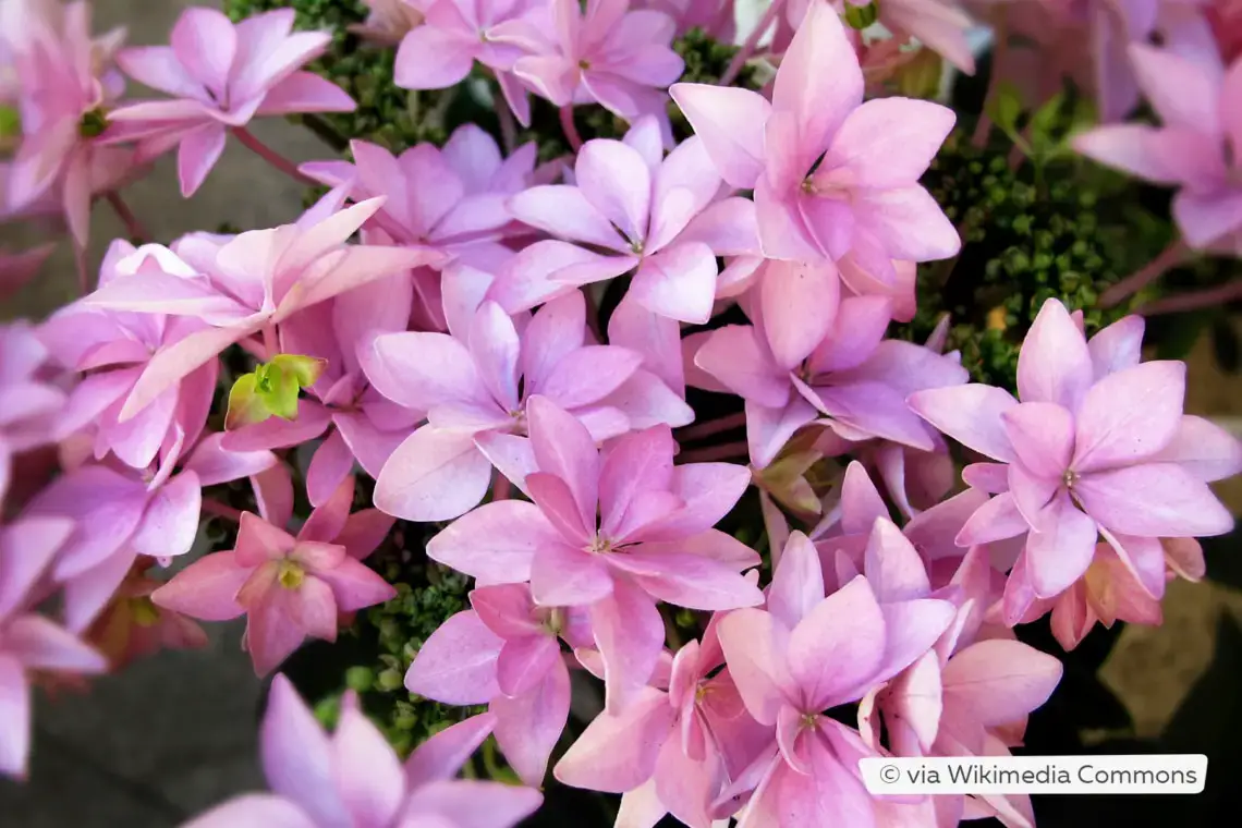 Variedades de hortensias: 28 tipos de hortensias para cada jardín
