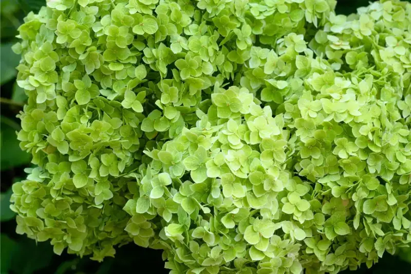 Variedades de hortensias: 28 tipos de hortensias para cada jardín