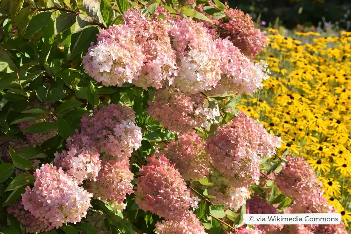Variedades de hortensias: 28 tipos de hortensias para cada jardín