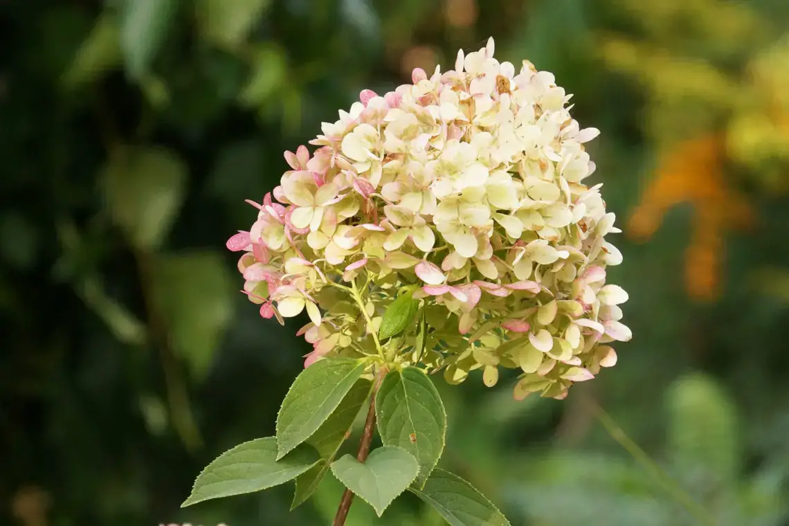Variedades de hortensias: 28 tipos de hortensias para cada jardín