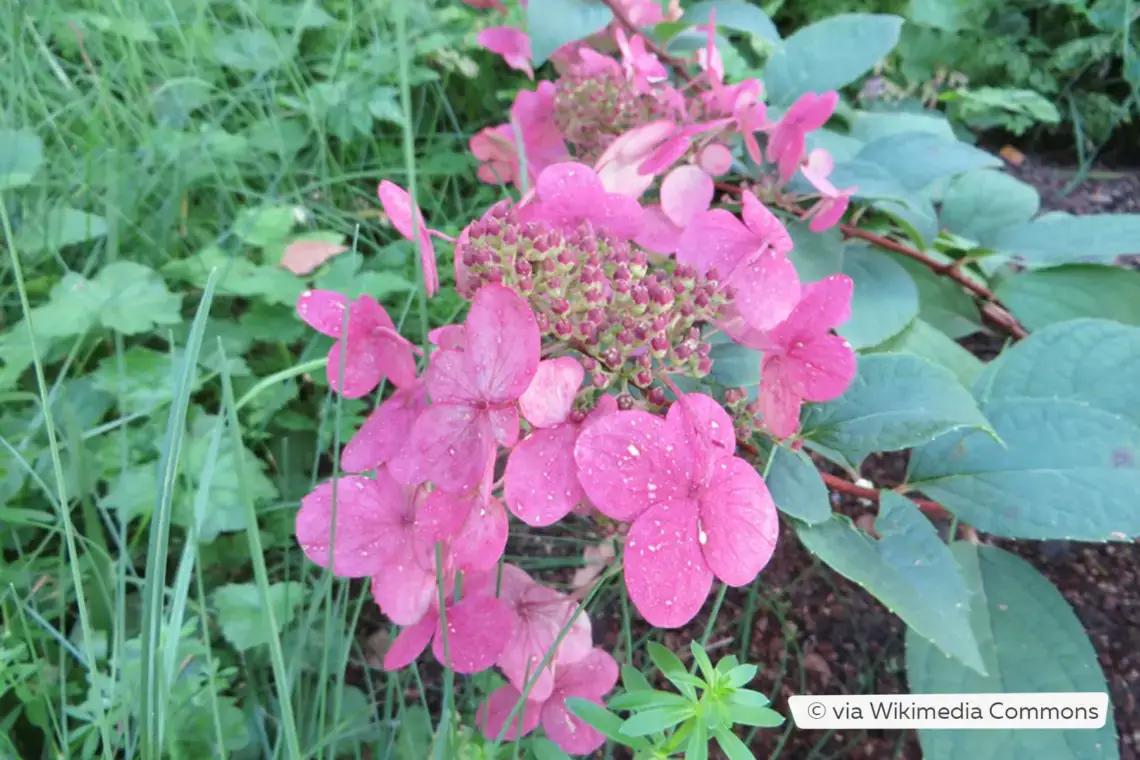 Variedades de hortensias: 28 tipos de hortensias para cada jardín