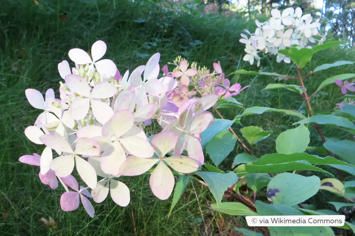 Variedades de hortensias: 28 tipos de hortensias para cada jardín