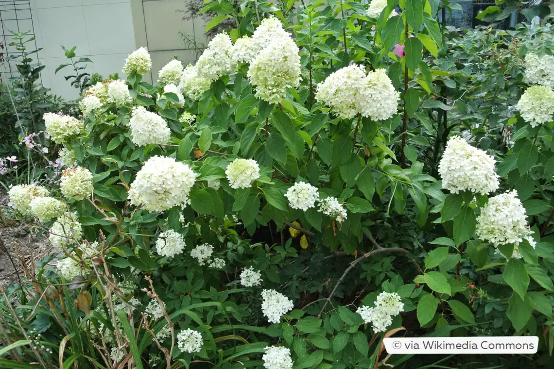 Variedades de hortensias: 28 tipos de hortensias para cada jardín