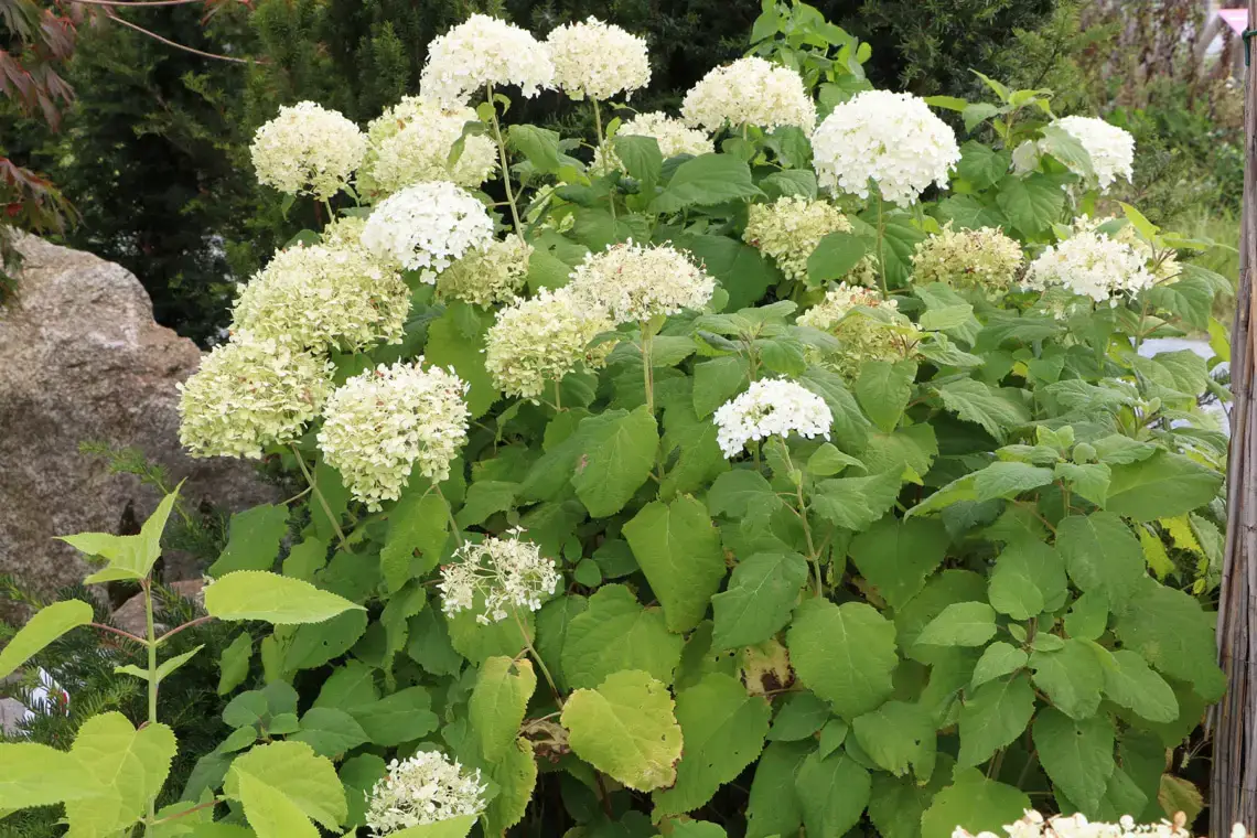 Variedades de hortensias: 28 tipos de hortensias para cada jardín