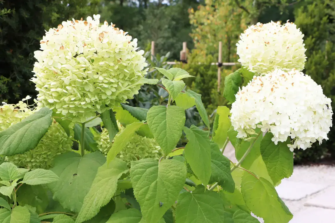 Variedades de hortensias: 28 tipos de hortensias para cada jardín