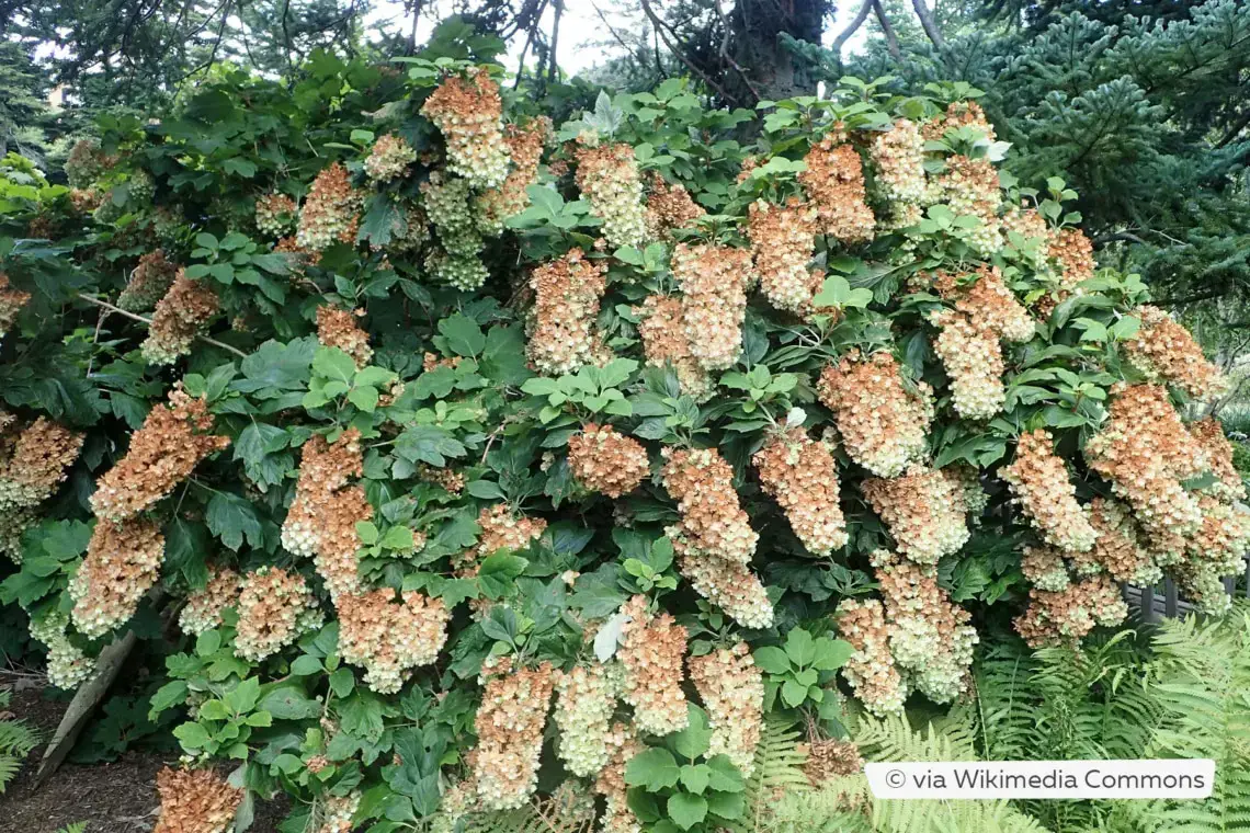 Variedades de hortensias: 28 tipos de hortensias para cada jardín