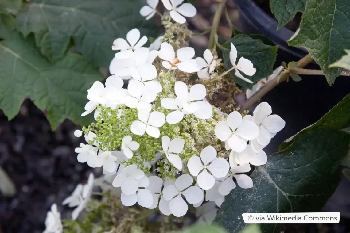 Variedades de hortensias: 28 tipos de hortensias para cada jardín