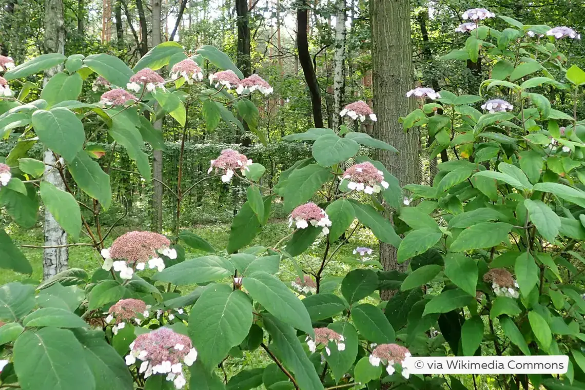 Variedades de hortensias: 28 tipos de hortensias para cada jardín