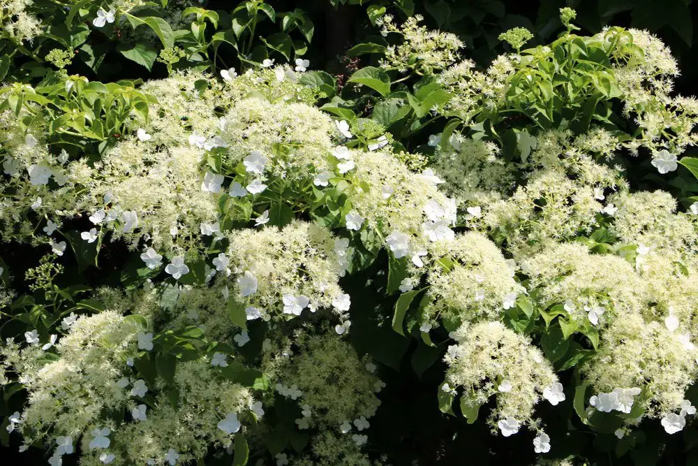 Variedades de hortensias: 28 tipos de hortensias para cada jardín