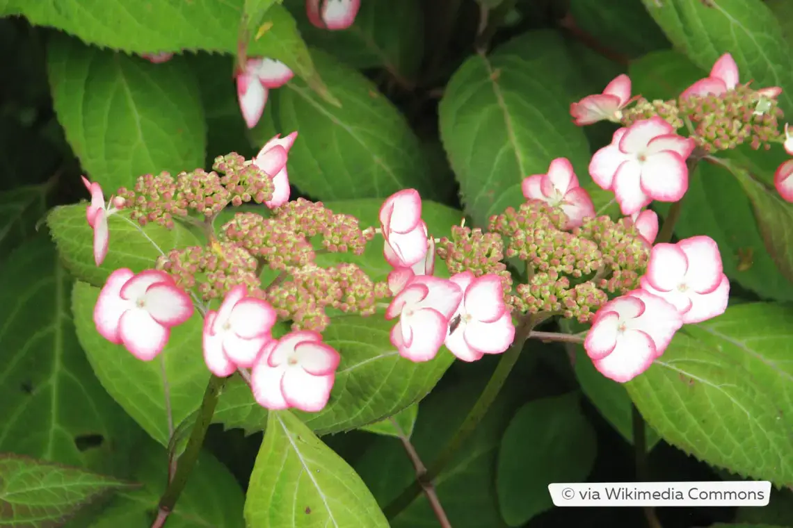 Variedades de hortensias: 28 tipos de hortensias para cada jardín