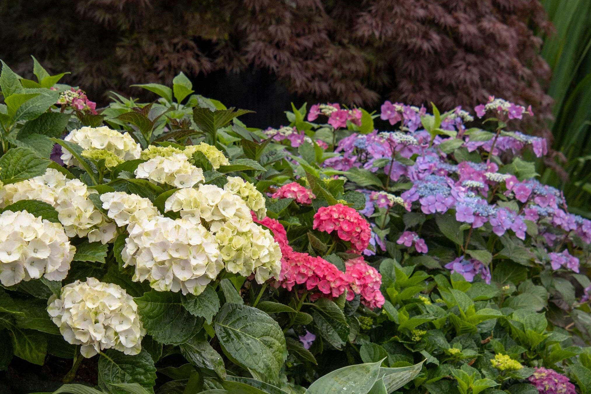 Variedades de hortensias: 28 tipos de hortensias para cada jardín