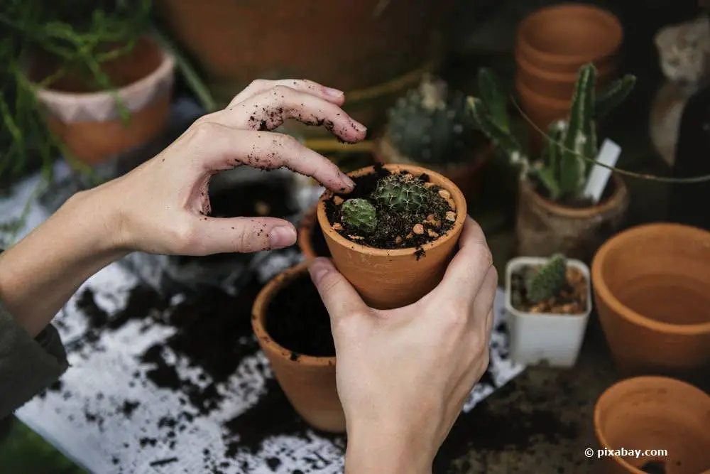 El cactus se pudre: se vuelve blando, arrugado y blando | ¿Qué hacer?