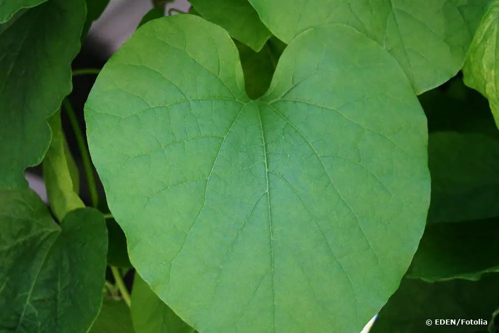 Plantas trepadoras para sombra y sombra parcial: 10 especies