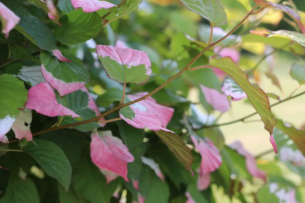 Plantas trepadoras para sombra y sombra parcial: 10 especies