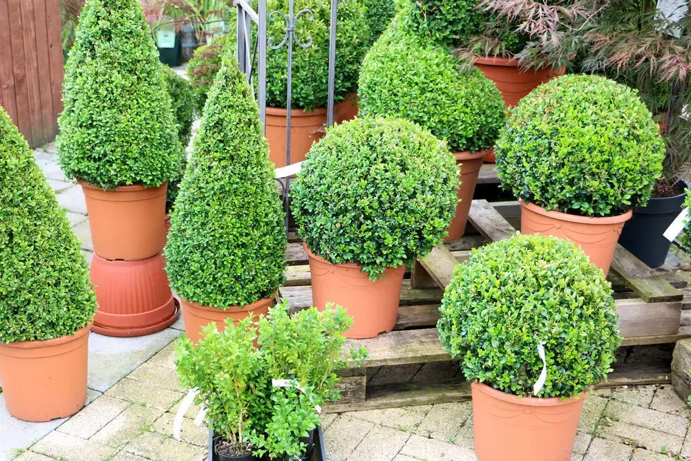 Plantas de balcón para lugares con sombra: estas 18 plantas aman la sombra