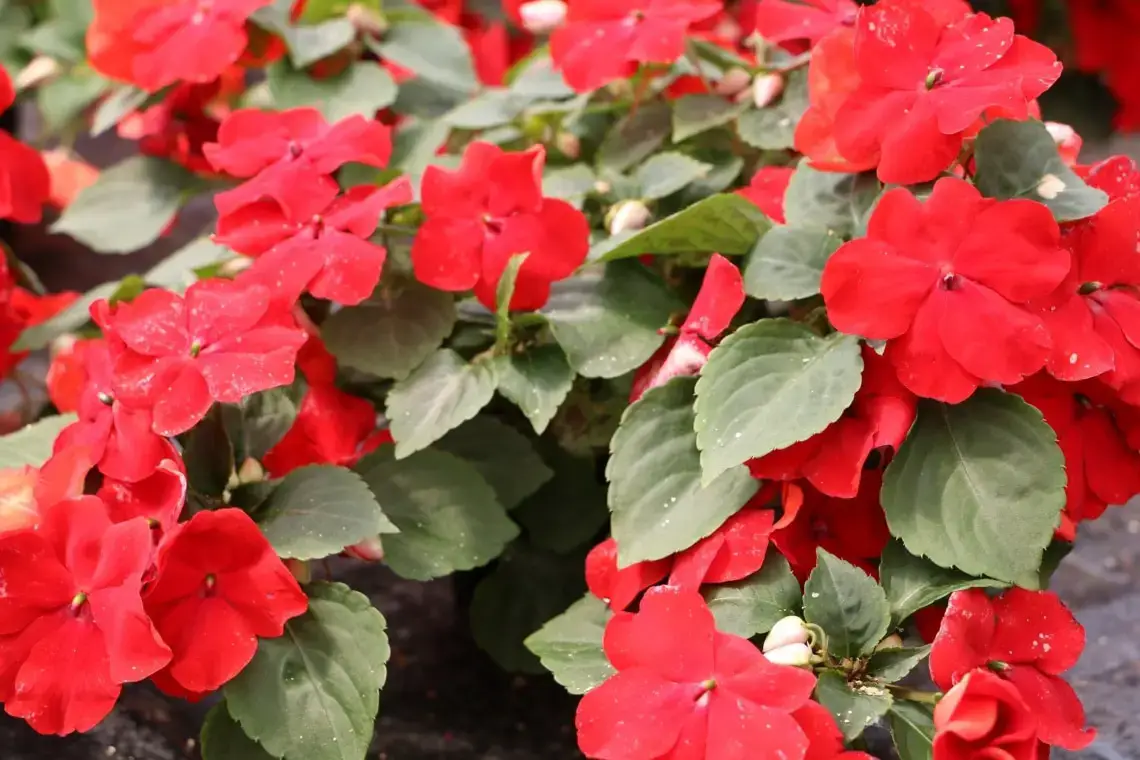 Plantas de balcón para lugares con sombra: estas 18 plantas aman la sombra