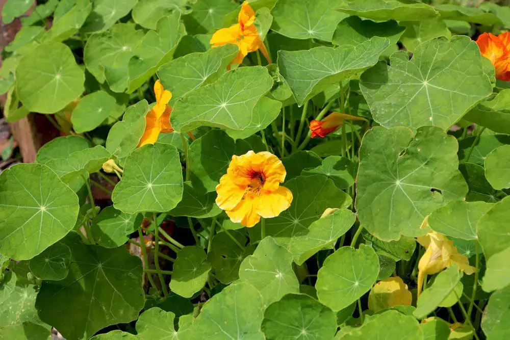 Plantas de balcón para lugares con sombra: estas 18 plantas aman la sombra