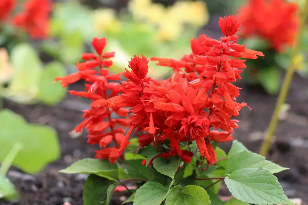 Plantas de balcón para lugares con sombra: estas 18 plantas aman la sombra