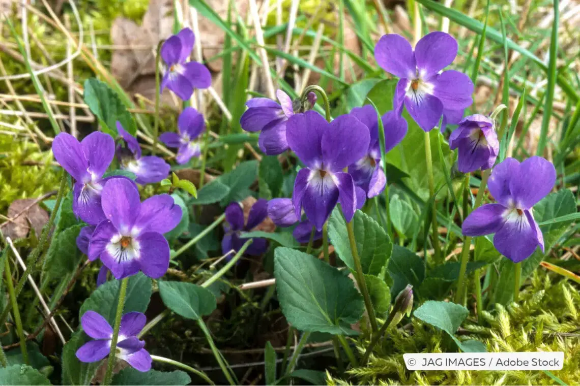 Plantas de balcón para lugares con sombra: estas 18 plantas aman la sombra