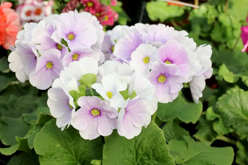 Plantas de balcón para lugares con sombra: estas 18 plantas aman la sombra