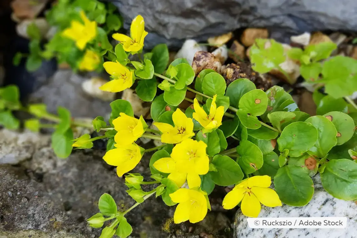 Plantas de balcón para lugares con sombra: estas 18 plantas aman la sombra