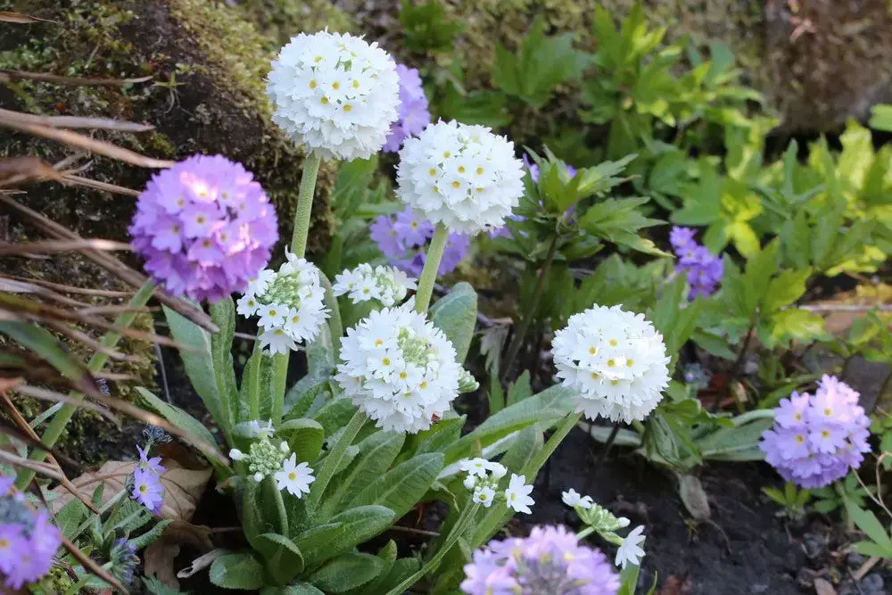 Plantas de balcón para lugares con sombra: estas 18 plantas aman la sombra