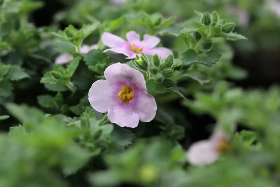 Plantas de balcón para lugares con sombra: estas 18 plantas aman la sombra