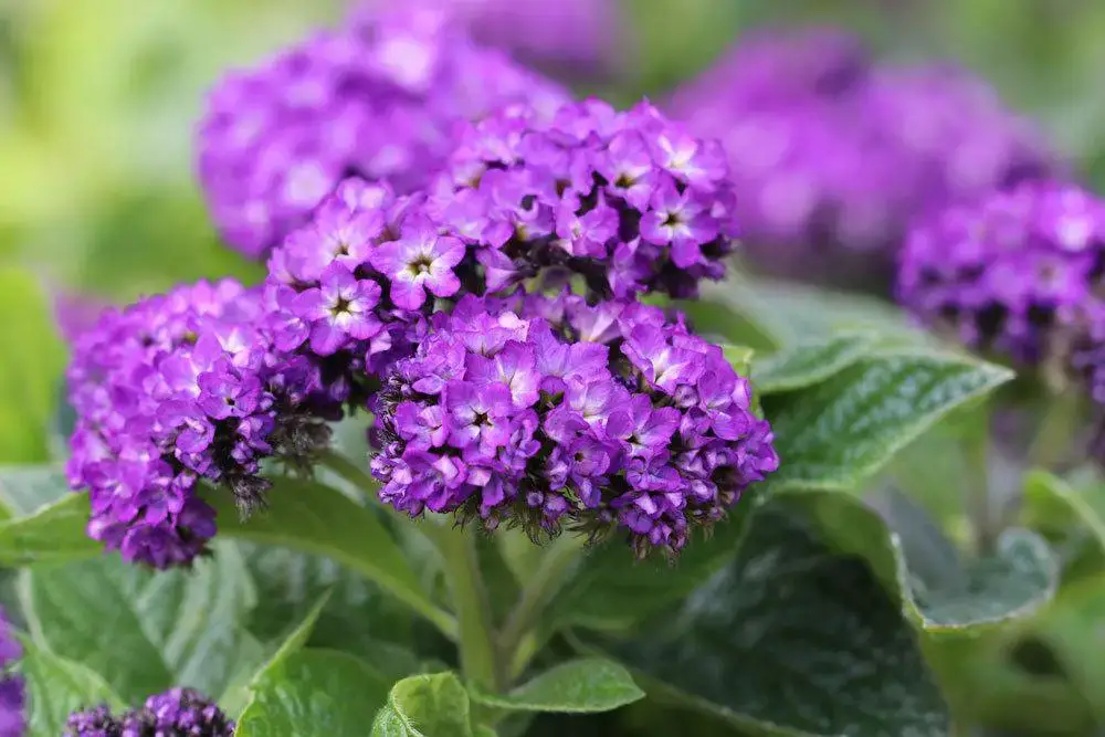 Plantas de balcón para lugares con sombra: estas 18 plantas aman la sombra