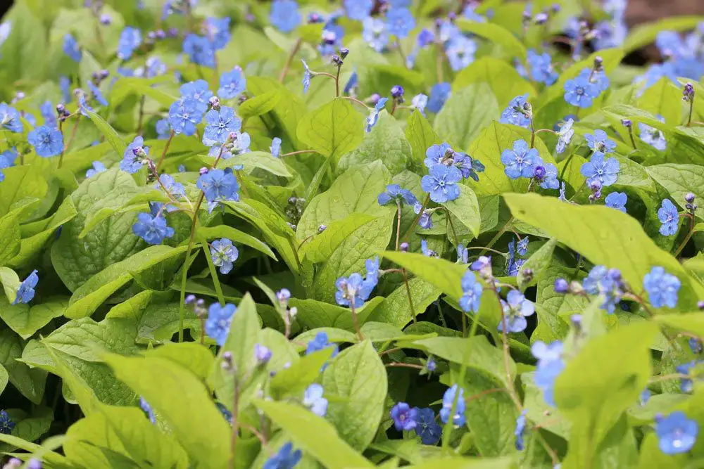 Plantas de balcón para lugares con sombra: estas 18 plantas aman la sombra