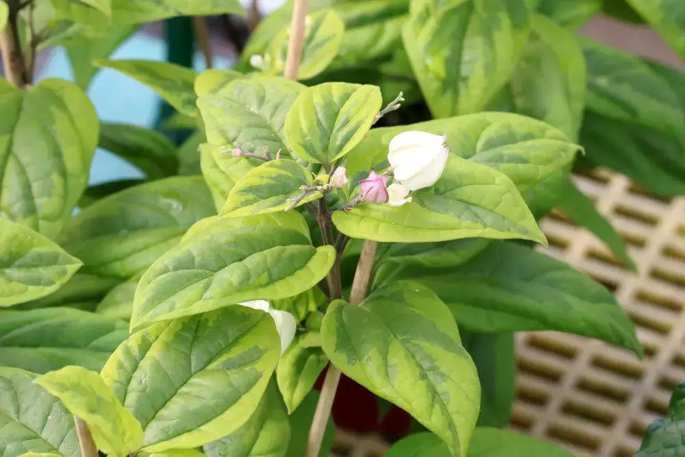 Plantas de interior no tóxicas para gatos: 25 hermosas plantas no tóxicas