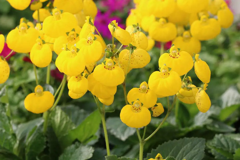 Plantas de interior no tóxicas para gatos: 25 hermosas plantas no tóxicas