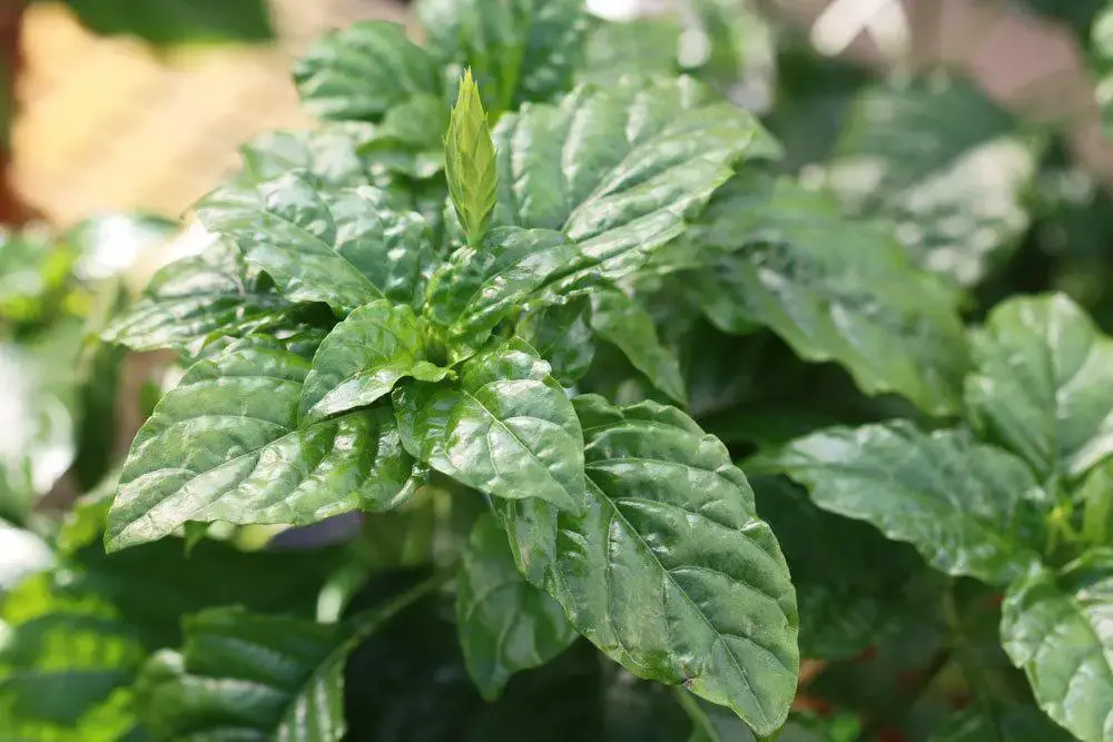 Plantas de interior no tóxicas para gatos: 25 hermosas plantas no tóxicas