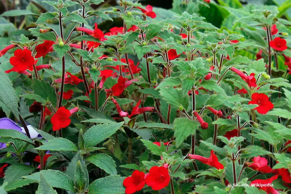 Plantas de interior no tóxicas para gatos: 25 hermosas plantas no tóxicas
