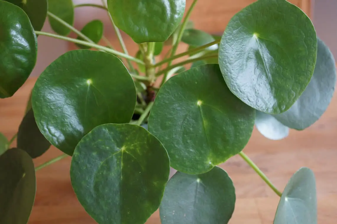 Plantas de interior no tóxicas para gatos: 25 hermosas plantas no tóxicas