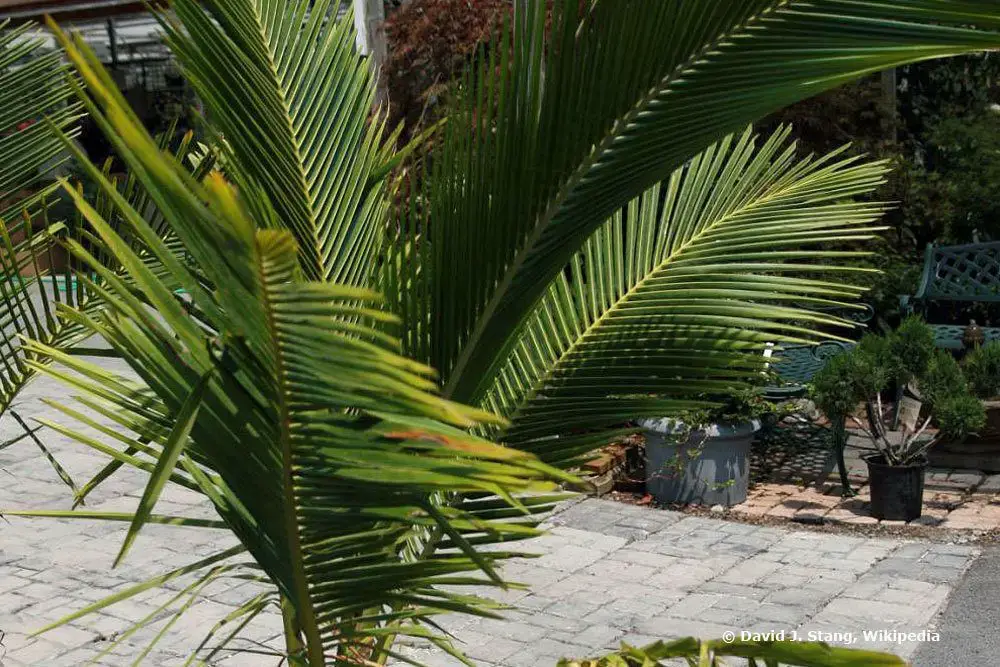 Plantas de interior no tóxicas para gatos: 25 hermosas plantas no tóxicas