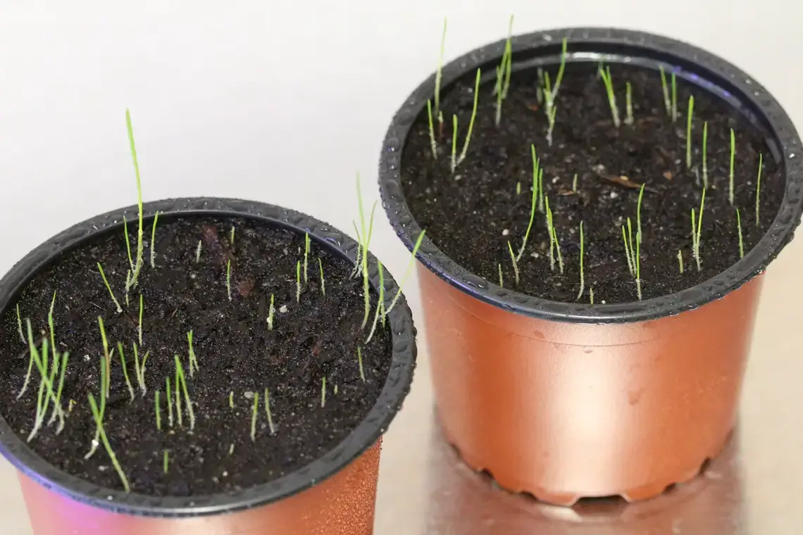 Plantas de interior no tóxicas para gatos: 25 hermosas plantas no tóxicas