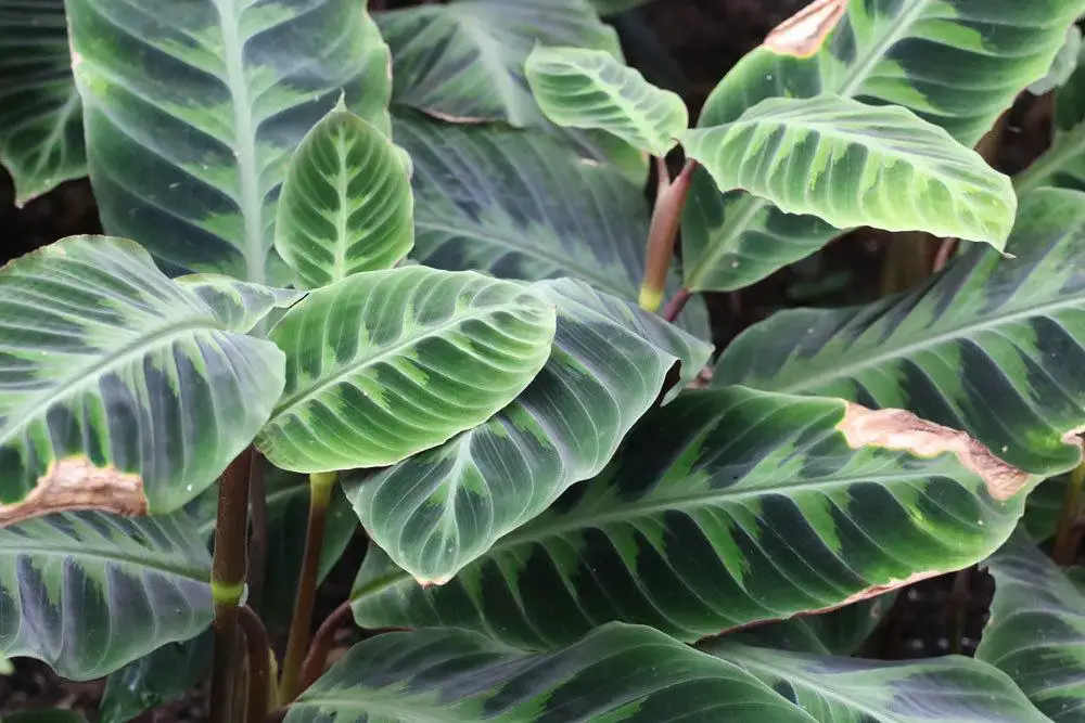 Plantas de interior no tóxicas para gatos: 25 hermosas plantas no tóxicas