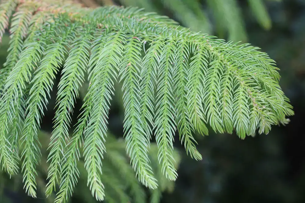 Plantas de interior no tóxicas para gatos: 25 hermosas plantas no tóxicas