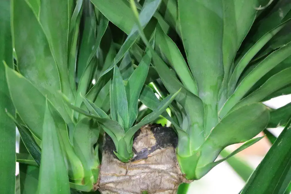 ¿Es venenosa la palma de yuca? Información para personas y mascotas.