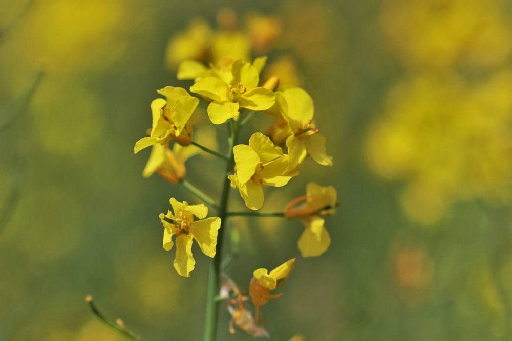 ¿Cuándo florece la colza? Información sobre el tiempo de floración